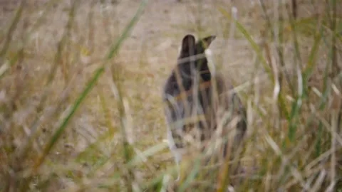 Kangaroo in Slow Motion 스톡 동영상 159035672