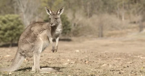Kangaroo Slow Motion Hopping Stock Footage