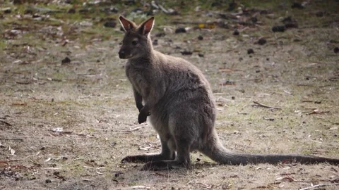 Kangaroo in Slow Motion next to the beach 33 Stock Footage 159035764