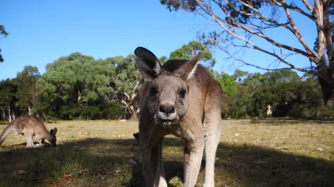 Kangaroo in Slow Motion next to the beach 31 Stock Footage 159035777