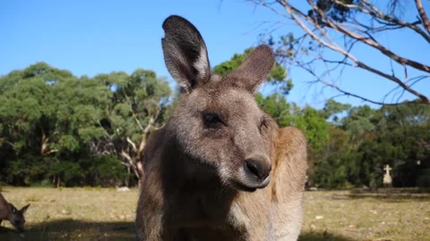 Kangaroo in Slow Motion next to the beach 30 Stock Footage 159035792