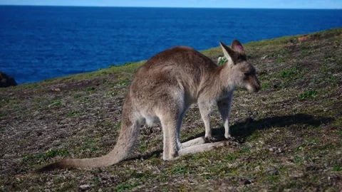 Kangaroo in Slow Motion next to the beach 29 스톡 동영상 159069315