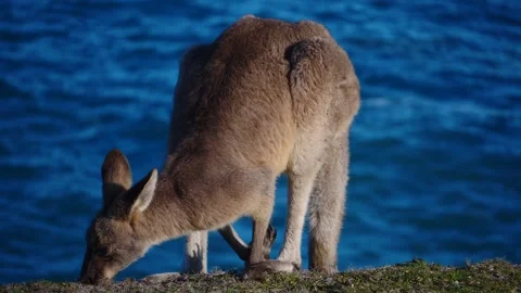 Kangaroo in Slow Motion next to the beach 28 Stock Footage 159069320