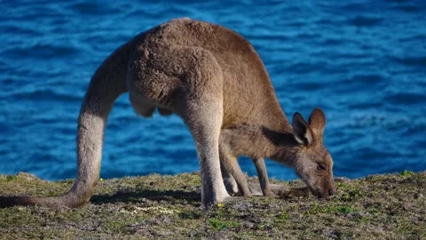 Kangaroo in Slow Motion next to the beach 27 Stock Footage 159069378
