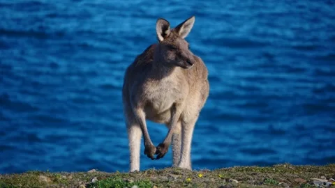 Kangaroo in Slow Motion next to the beach 26 Stock Footage 159069380