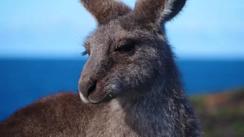 Kangaroo in Slow Motion next to the beach 25 스톡 동영상 159069390
