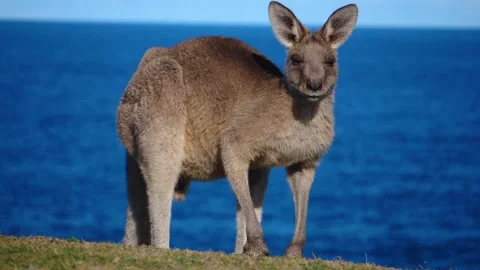 Kangaroo in Slow Motion next to the beach 24 Stock Footage 159069433