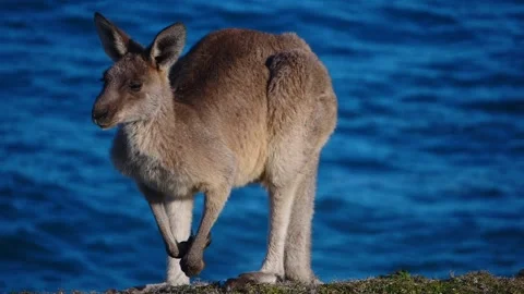 Kangaroo in Slow Motion next to the beach 23 Stock Footage 159069445