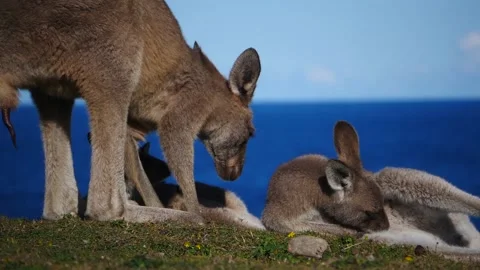 Kangaroo in Slow Motion next to the beach 13 Stock Footage 159069502