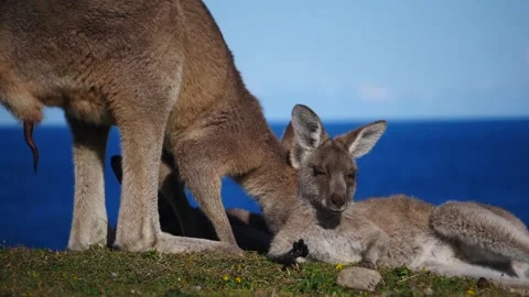 Kangaroo in Slow Motion next to the beach 22 Video stock 159069519