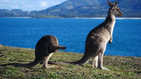 Kangaroo in Slow Motion next to the beach 21 Video stock 159069538