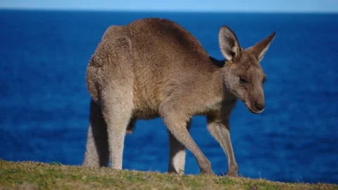 Kangaroo in Slow Motion next to the beach 20 Stock Footage 159069549