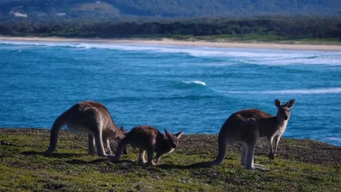 Kangaroo in Slow Motion next to the beach 6 Stock Footage 159069554
