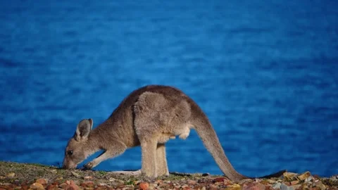 Kangaroo in Slow Motion next to the beach 5 Stock Footage 159069635