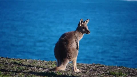 Kangaroo in Slow Motion next to the beach 19 Stock Footage 159069638