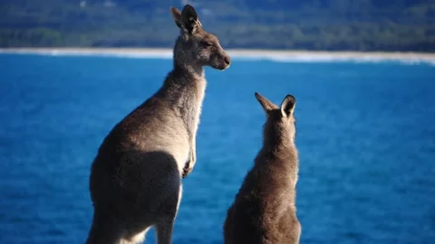 Kangaroo in Slow Motion next to the beach 17 Stock Footage 159069650
