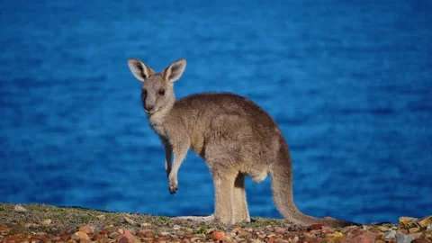 Kangaroo in Slow Motion next to the beach 15 Stock Footage 159069715