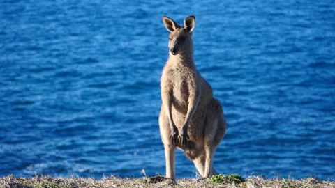 Kangaroo in Slow Motion next to the beach 15 Video stock 159069727