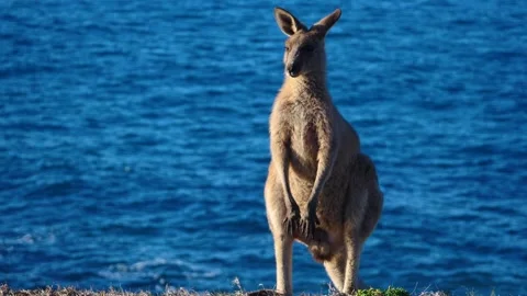 Kangaroo in Slow Motion next to the beach 14 스톡 동영상 159069730