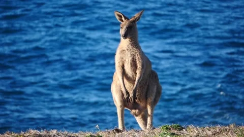 Kangaroo in Slow Motion next to the beach 12 Stock Footage 159069733