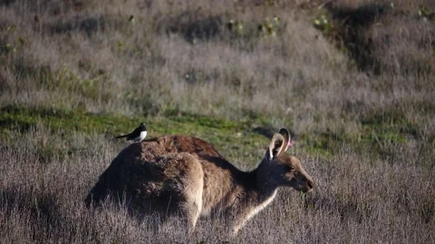 Kangaroo in Slow Motion next to the beach 8 Stock Footage 159069780