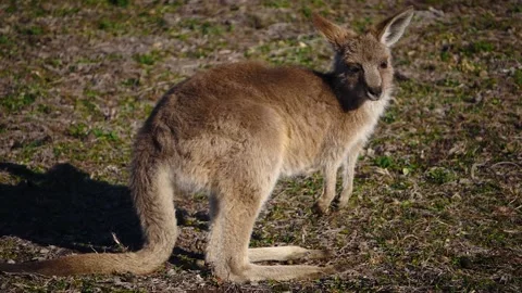 Kangaroo in Slow Motion next to the beach 4 Stock Footage 159069791