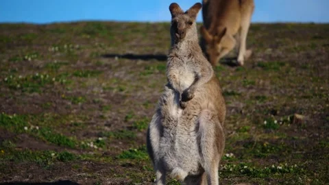 Kangaroo in Slow Motion next to the beach 7 Stock Footage 159069792