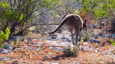 Kangaroo in Slow Motion next to the beach 17 Video stock 159069799