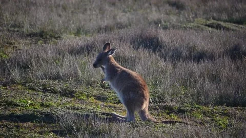 Kangaroo in Slow Motion next to the beach 16 스톡 동영상 159069807