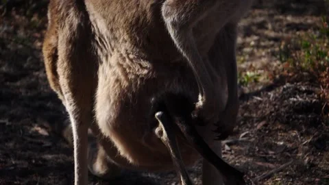 Kangaroo in Slow Motion next to the beach 11 Stock Footage 159069876