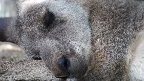 Kangaroo in Slow Motion next to the beach 10 Stock Footage 159069891