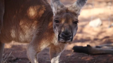 Kangaroo in Slow Motion next to the beach 3 Stock Footage 159069955