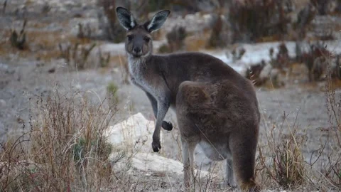 Kangaroo in Slow Motion next to the beach 1 Stock Footage 159069971