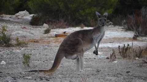 Kangaroo in Slow Motion next to the beach 2 스톡 동영상 159070129