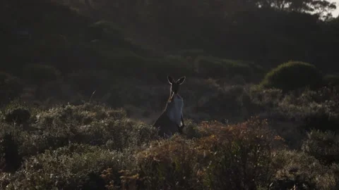 Kangaroo in Slow Motion at Sunrise Stock Footage 159578944