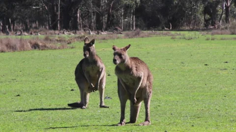 Kangaroo sneezing 스톡 동영상 67385541