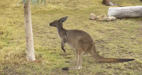 Kangaroo sniffing eucalyptus tree Video stock 150185347