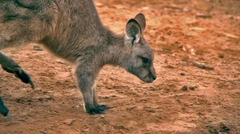 Kangaroo Sniffs the Ground Stock Footage 4885274