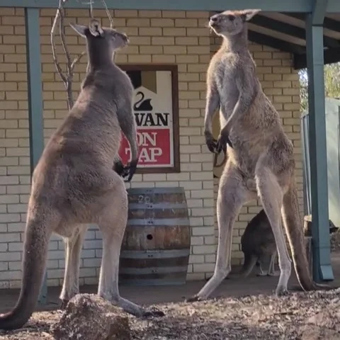 Kangaroo Stand off Outside Aussie Pub, Perth, Western Australia, Australia - 23  Stock Footage 205145576