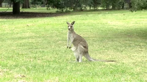 Kangaroo standing 1 Stock Footage 10819523