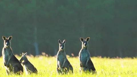 Kangaroo  Standing Alert in Grassland Stock Footage 323136235