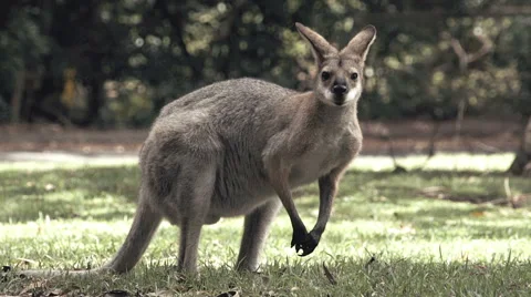 Kangaroo Standing and Ears Twitching Then Eats Grass Stock Footage 64601771