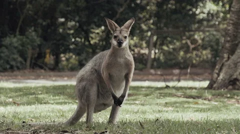 Kangaroo Standing and Ears Twitching and Listening Stock Footage 64601789