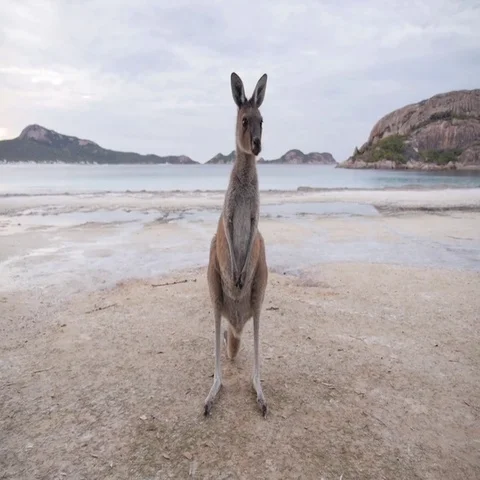 Kangaroo standing on beach in Australia Stock Footage 69493496