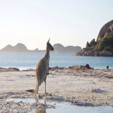 Kangaroo standing on beach in Australia Stock Footage 69493654