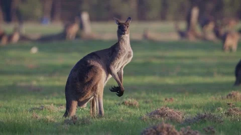 Kangaroo Standing in Early Morning Light in Australian Grassland Stock Footage 341397992