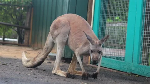 Kangaroo Standing in Enclosure Stock Footage 323400431