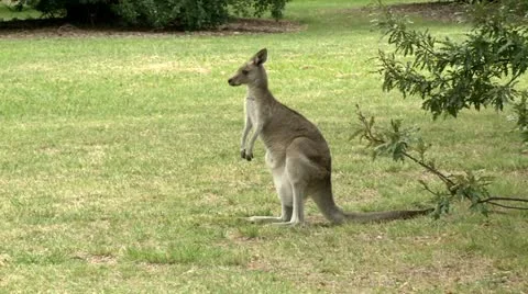 Kangaroo standing Stock Footage 10819505