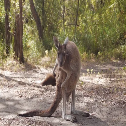 Kangaroo standing in forest, Australia Stock Footage 69493962