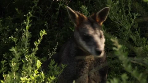 A kangaroo standing on grass Video stock 155356648